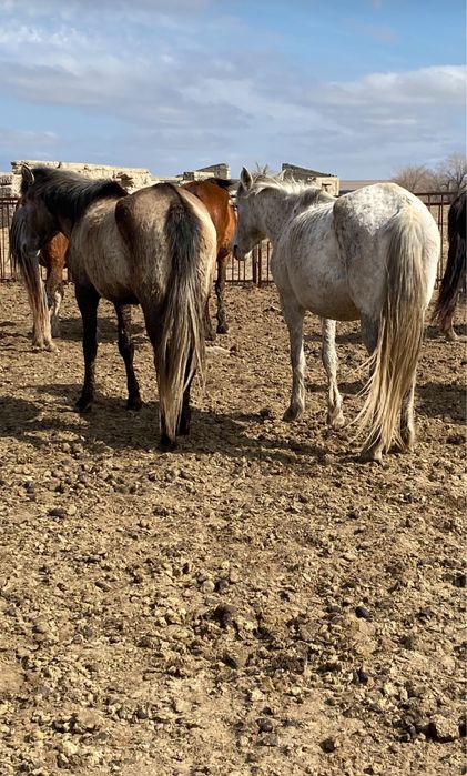 Екі бие сатамын срочно