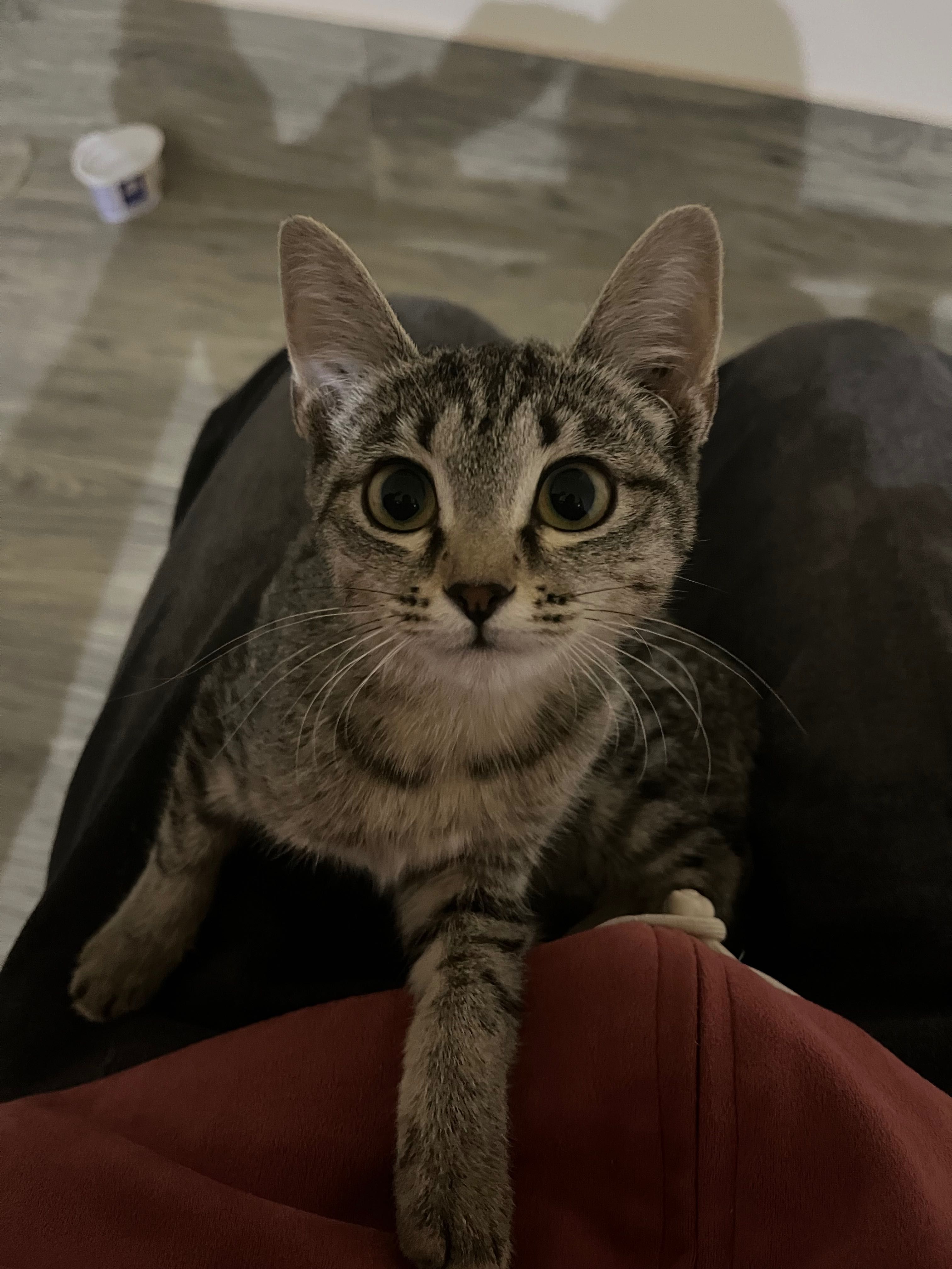 отдам кошку даром
