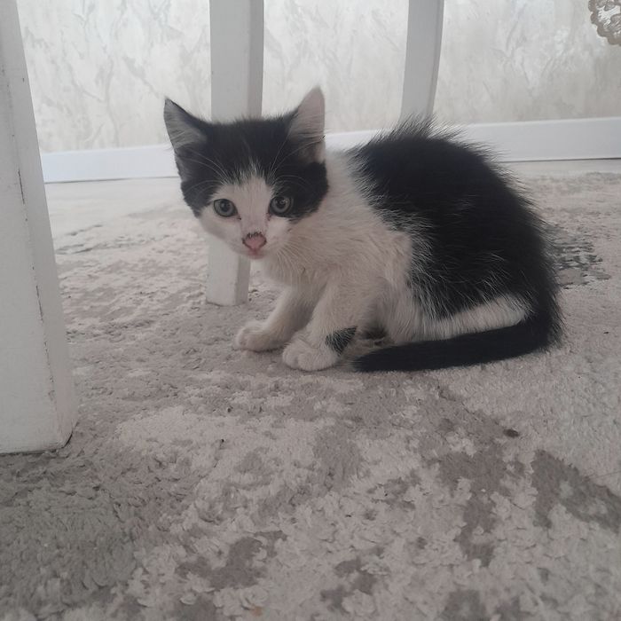 Отдам котят в хорошие руки