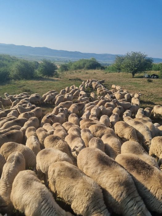 Vând 30 oi pe ales