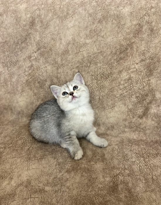 Скоттиш фолд и Скоттиш страйт