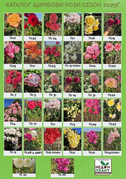 Щамбови рози на гол корен