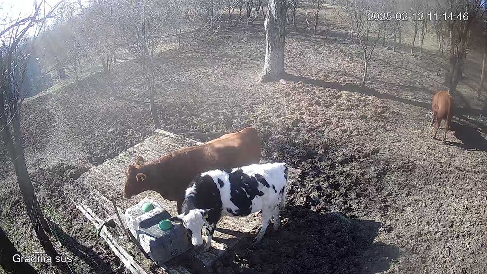 Vaci de vanzare angus,BR