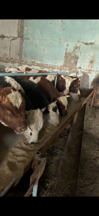 Продаю быков 26 голов
