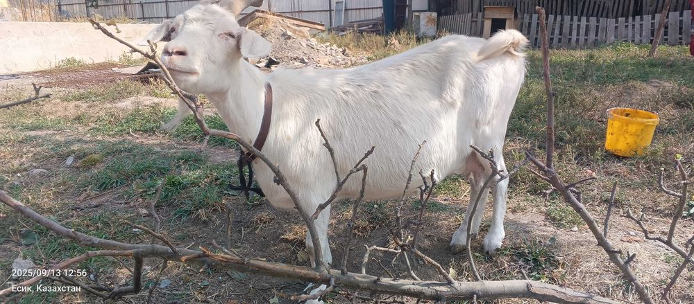 Продам дойную козу