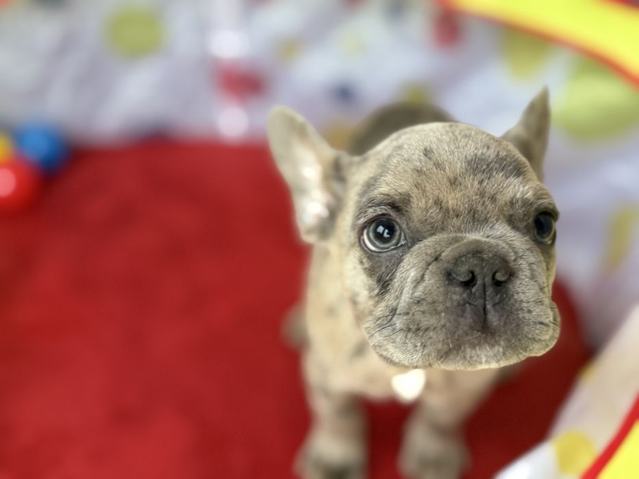 Bulldog Francez Merle 3 luni