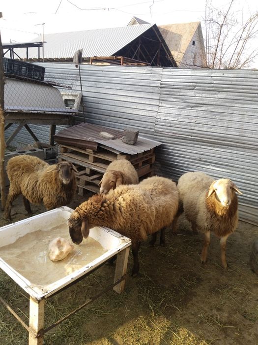 Продам двух кочкаров молодняк стоят на откорме уже 5 месяцев жирные.