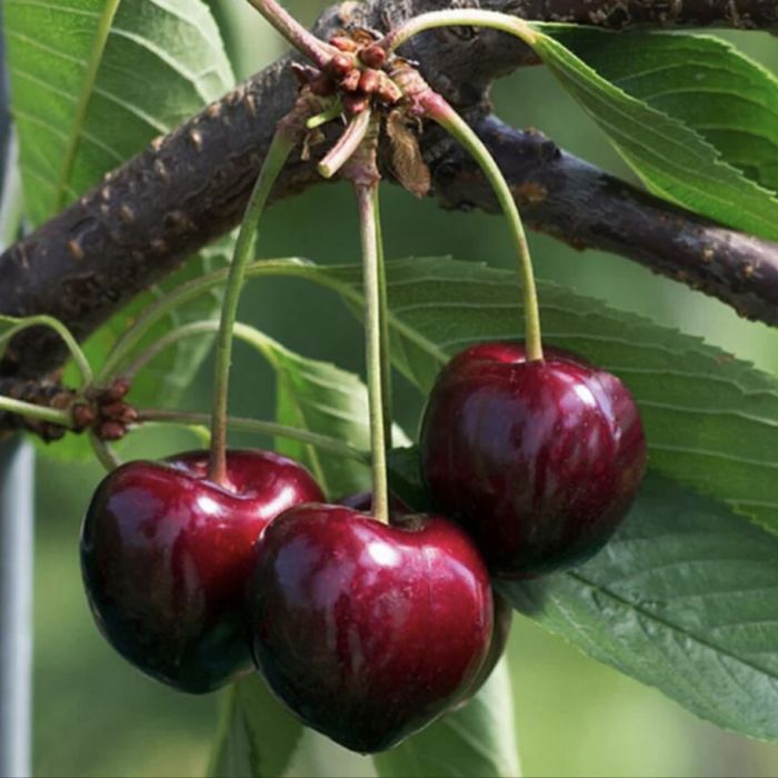 Ciresi - soiuri certificate