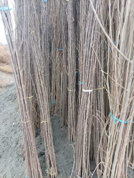 Тут кочатлар сотувда