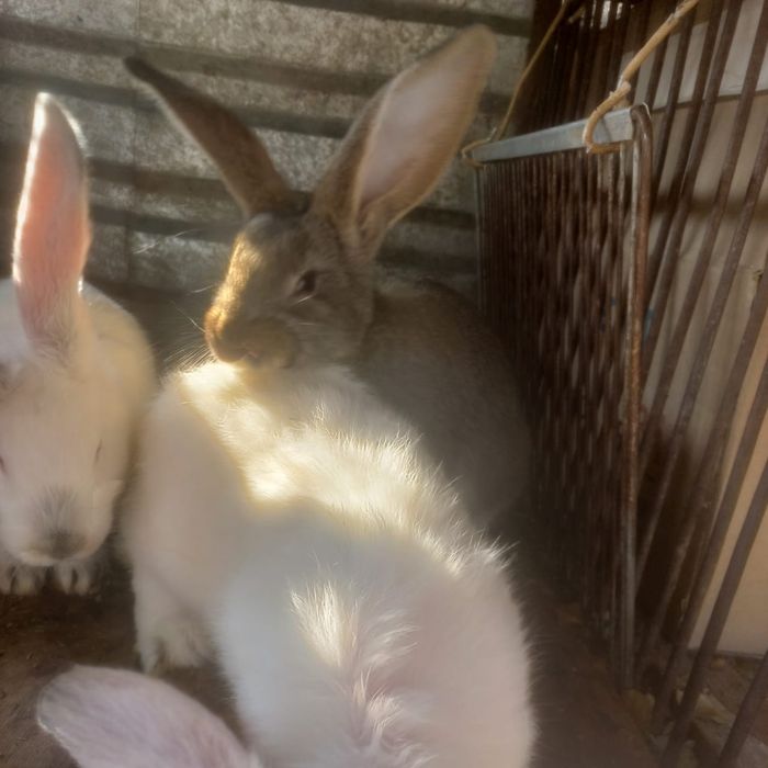 Продаются крольчата