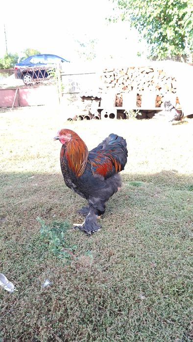Cocoși Brahma,deosebiți, crescuți la curte(6 bucăți)
