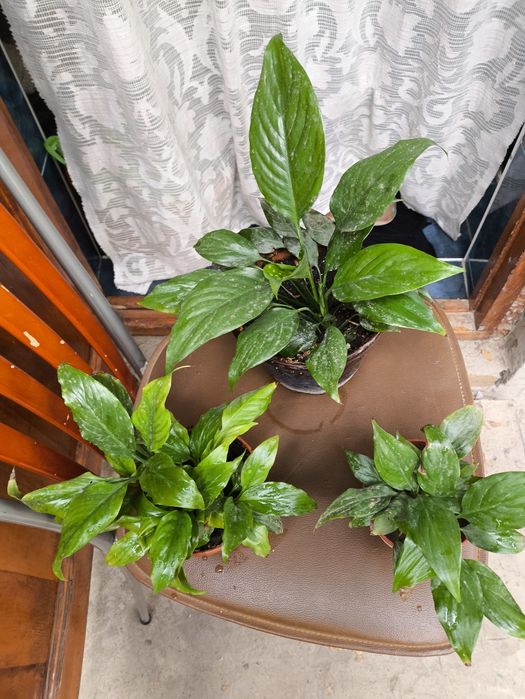 Домашние цветы , очень красивые