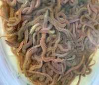 Морские черви в наличии
