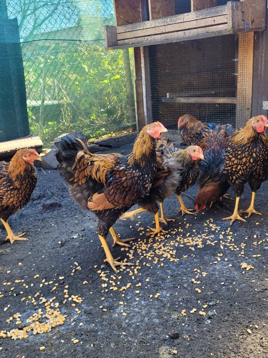 Vând cocoși wiandotte Gsg