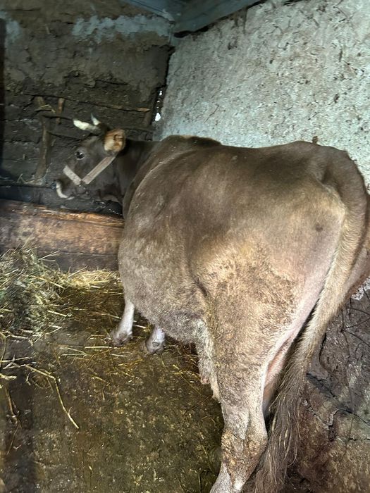 Vând 2 tauri și 2 vaci