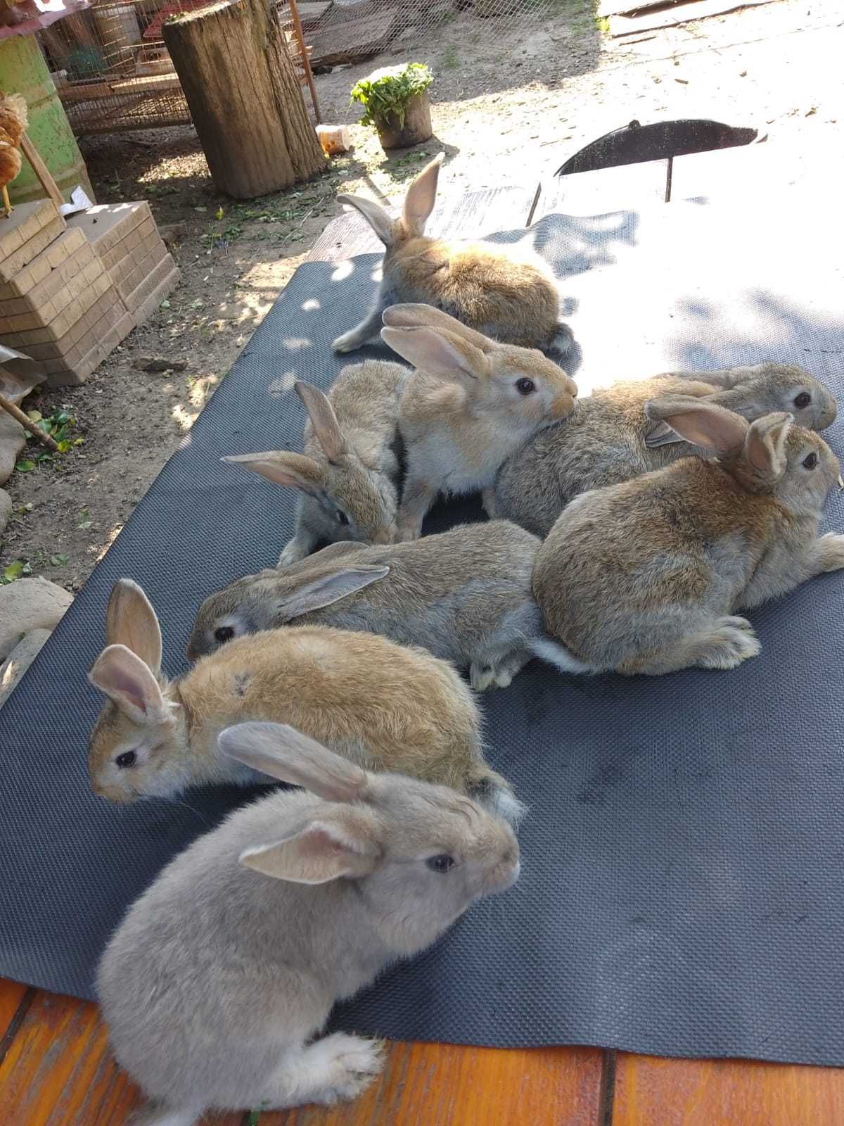 Iepurași rasă comună
