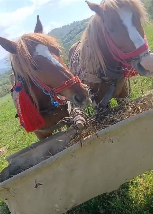 Iapa 4 ani de vânzare