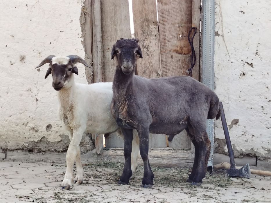 Duraga qo'chqor barralar sotiladi..