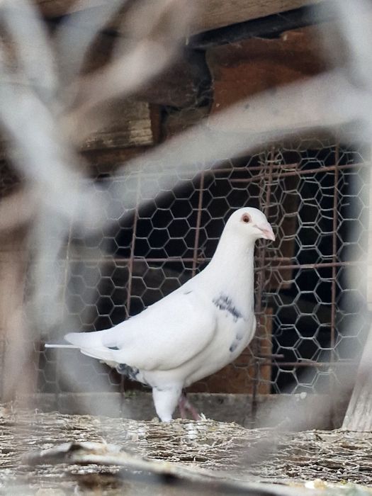 Vând porumbei  voiajori si o pereche jucători