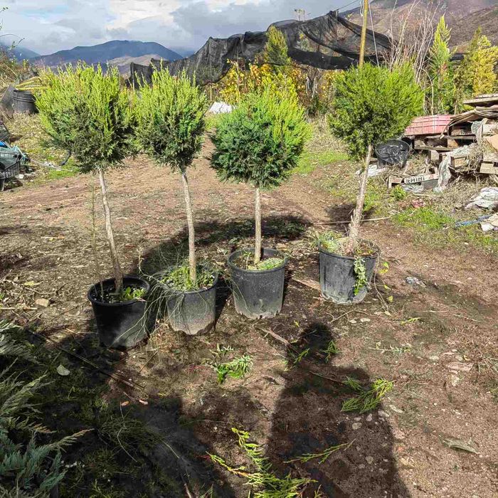 Лавровишна за жив плет 4лв