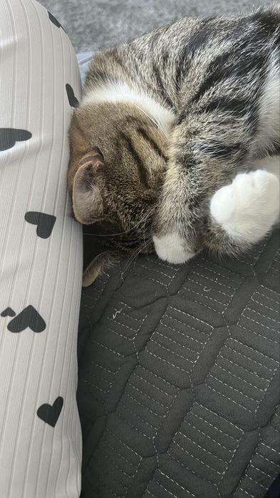 В связи с переездом( в добрые заботливые хруки отдадим кота молодой2г