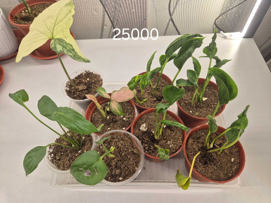 Продаётся комнатные цветы