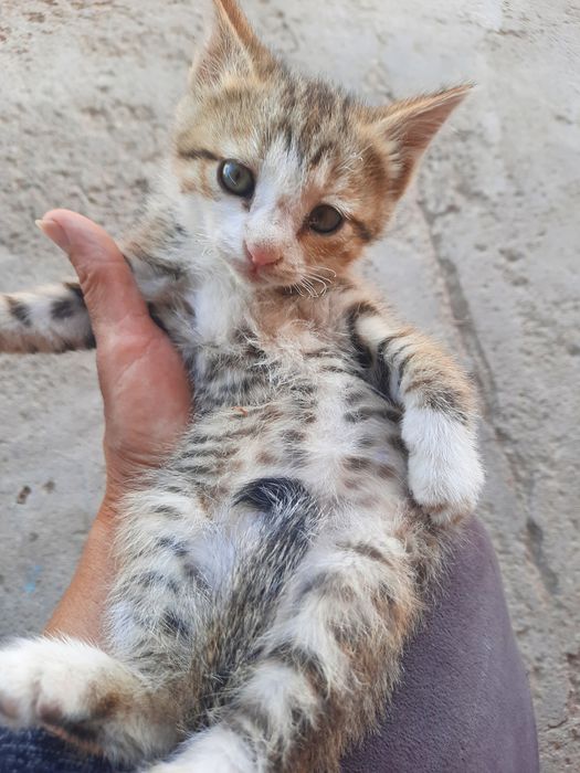 Котенок мальчик 2 месяца.