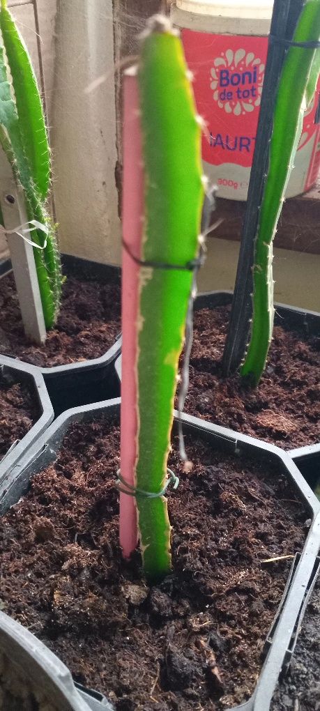 Fructul dragonului Roșu (Pitaya)