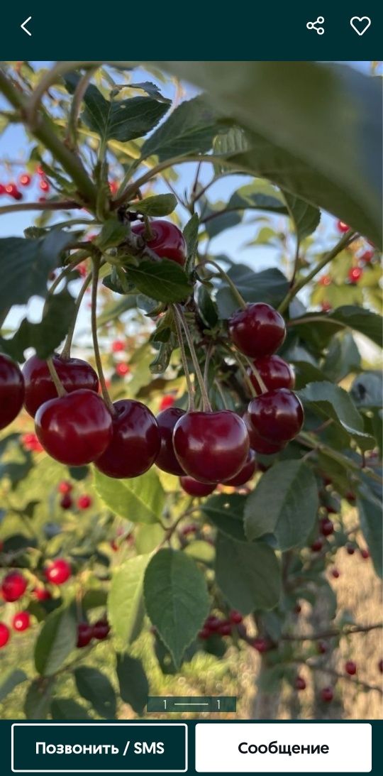 Продам срочно  вишню на варенье и компоты.