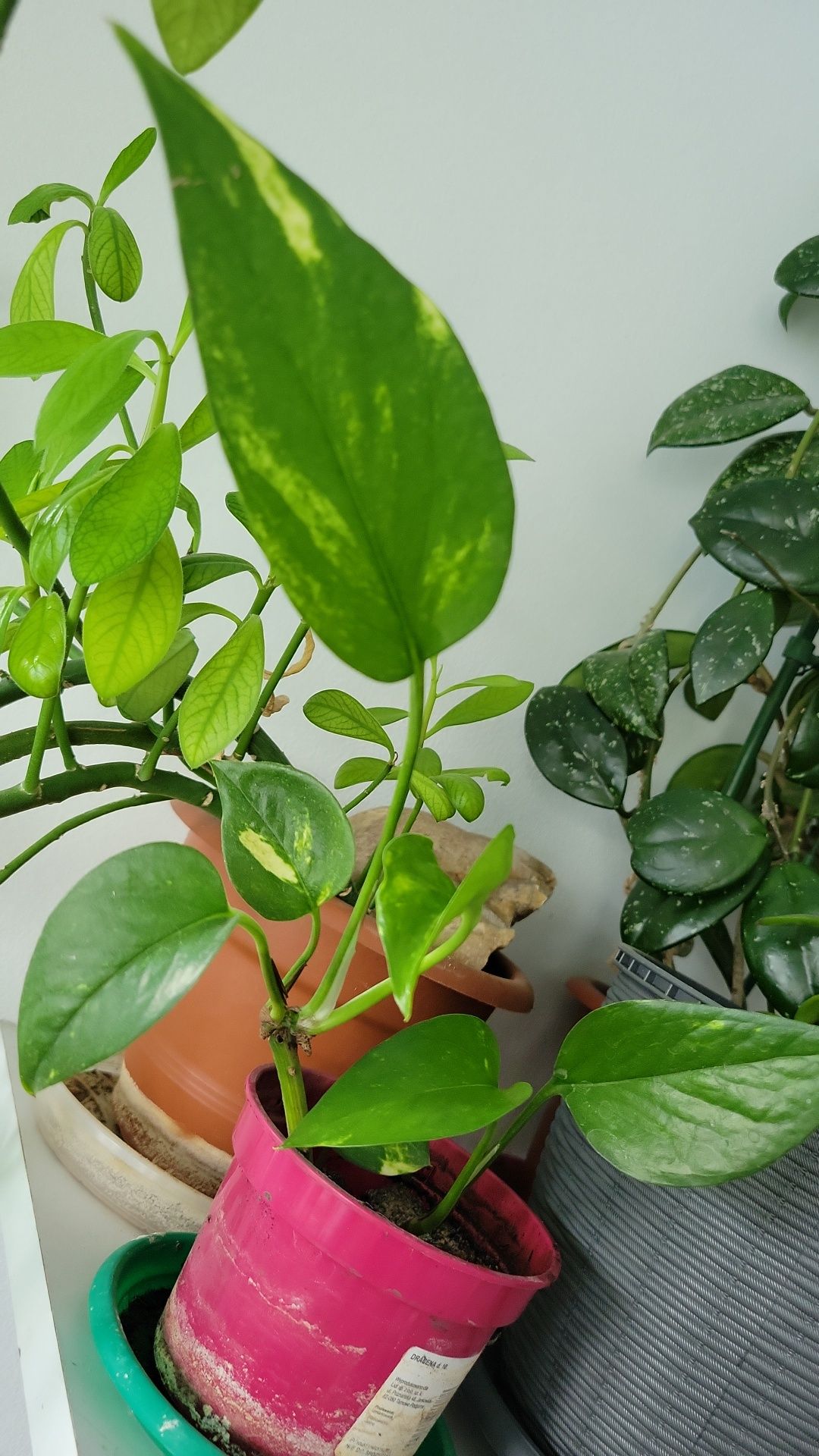 Vand plante verzi de apartament