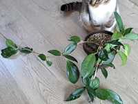 Hoya carnosa, planta suculenta de interior