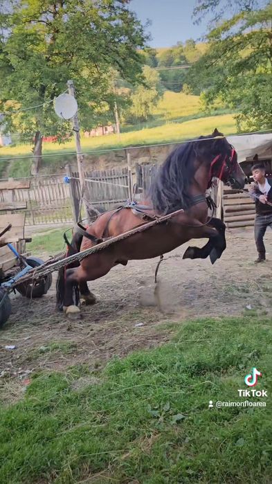 Vnd  cal de 6 ani armăsar