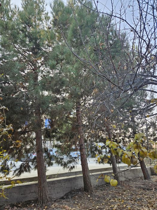 Арча дарахтлари сотилади