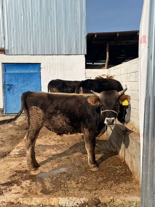 Продам быка 1.5 года