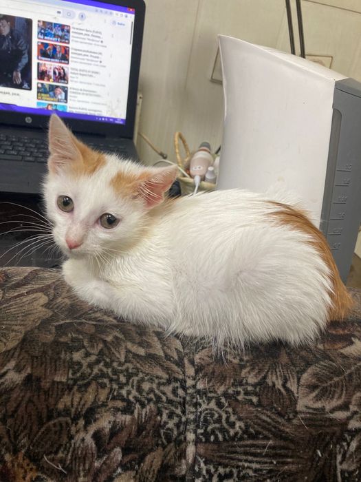 Котенок мальчик 3 мес.  Кастрирован ищет дом ! Костанай! Привезем!