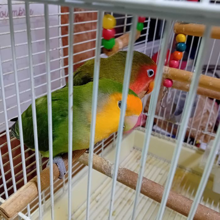 Papagali agapornis cu colivie