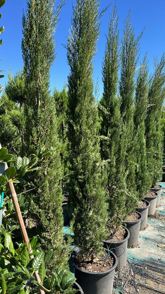 Vând plante ornamentale!!!