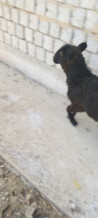 Qozila sotiladi srocha eb ichishi zor