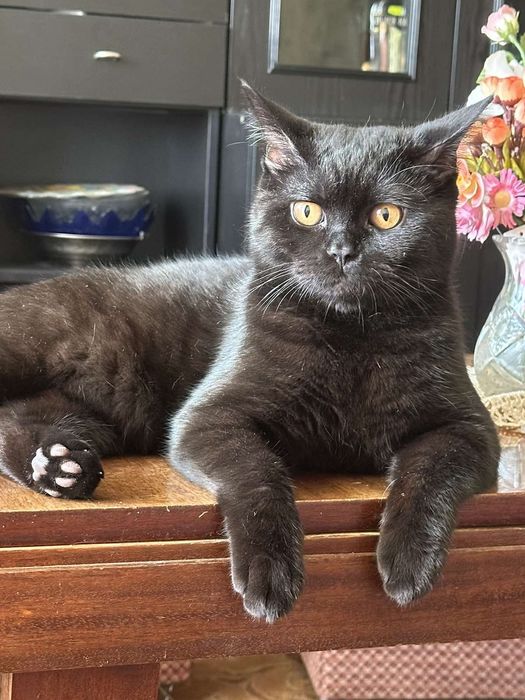 Британска късокосместа котка