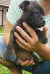 Catelusa Staffordshire Bull Terrier