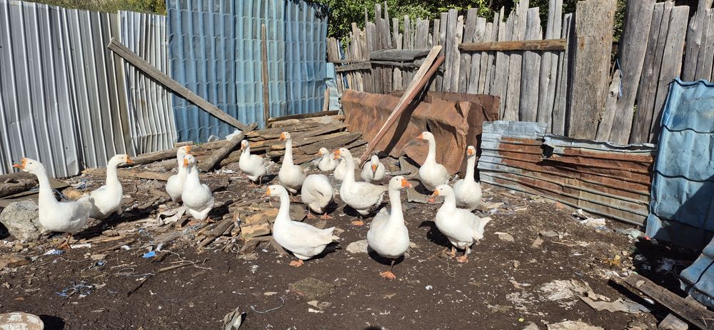 Gâște Românești.