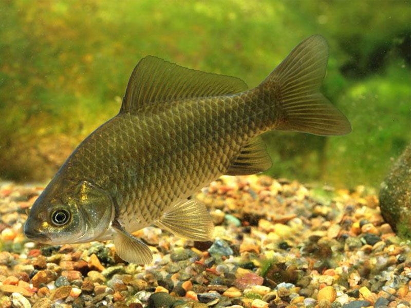 Продам живца