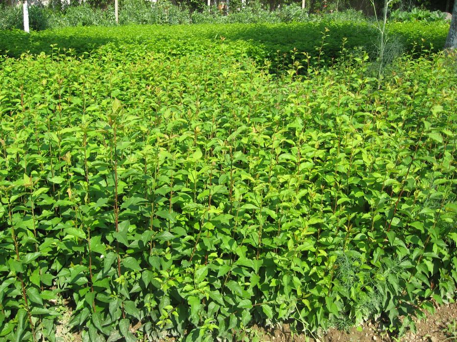 Продавам подложки джанка и махалебка.