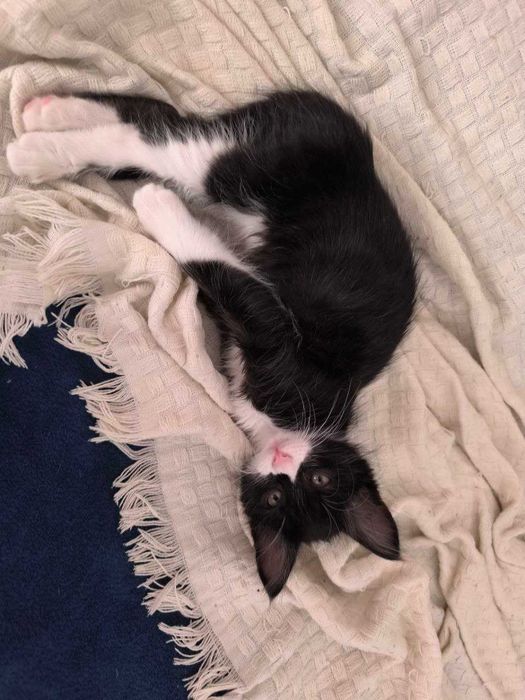 Котенце Пелмен търси дом