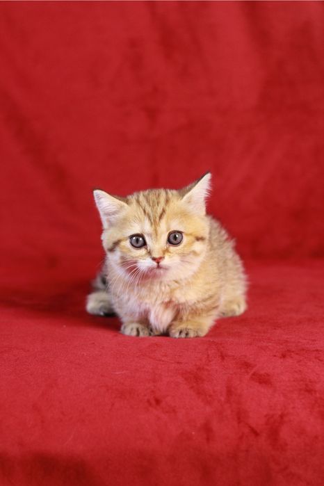 Продаётся котёнок породы манчкин