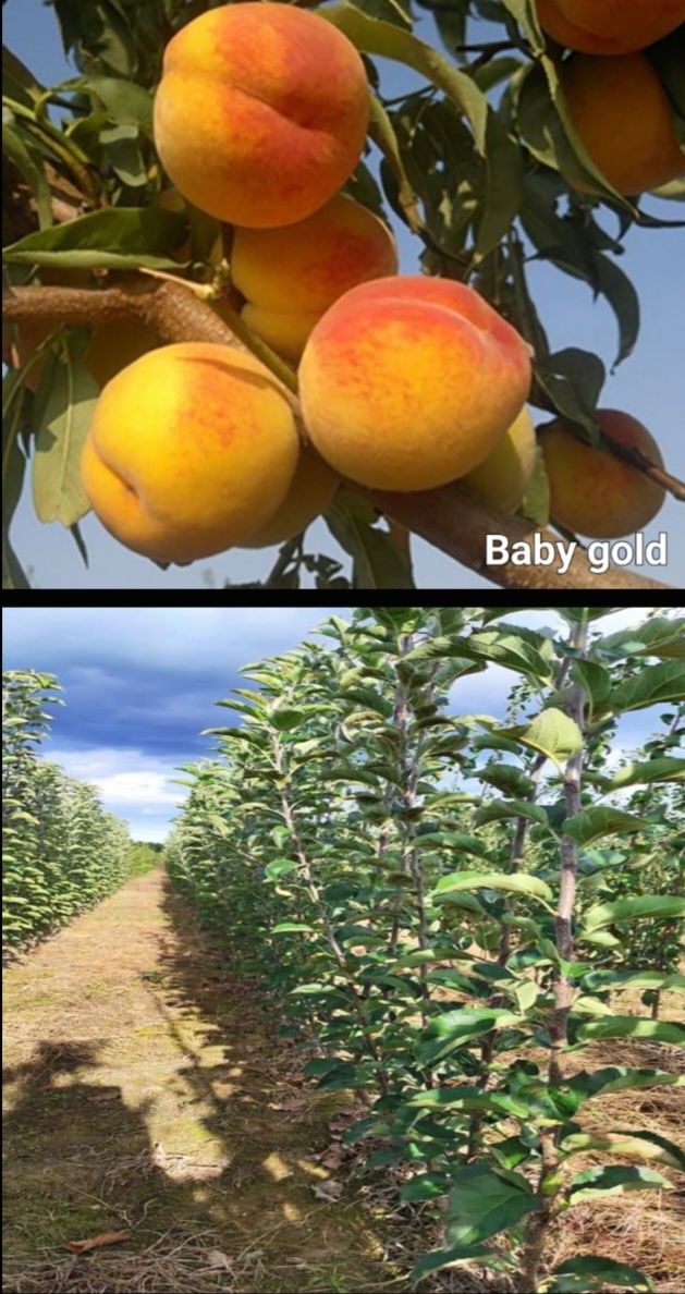 Caisi-pomi fructiferi