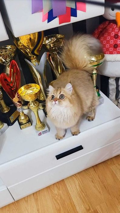 British longhair fetita adorabila  Chocolate Golden pedigree