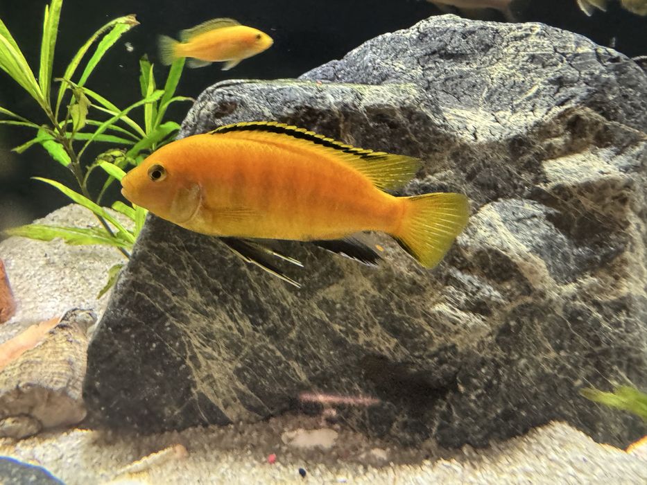 Продам цихлидов молодых Лабидохромис Елоу 499тг