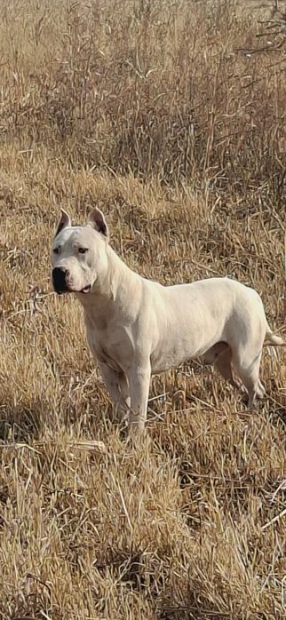Vyazka uchun Amerkanskiy Pit bull