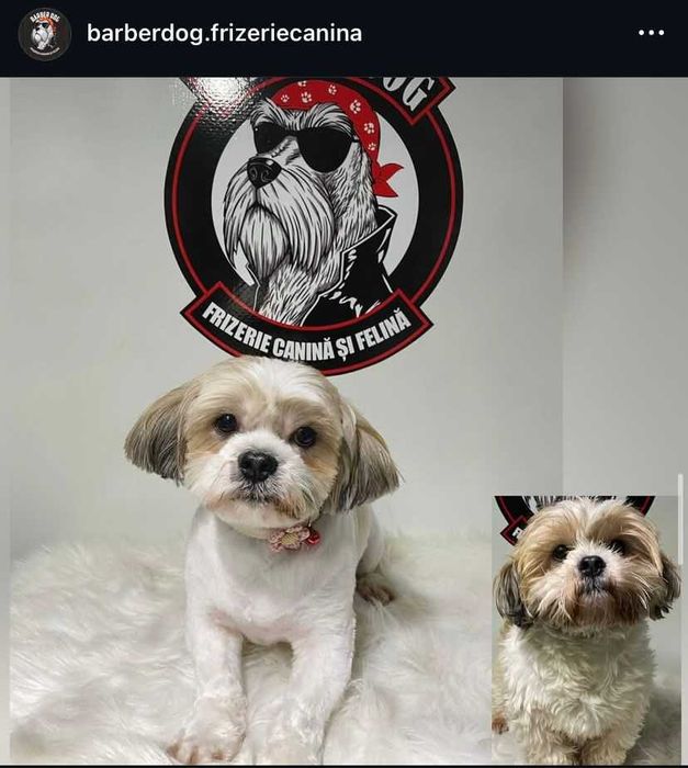 Frizerie canina si felina in fata casei in Bucuresti si Ilfov
